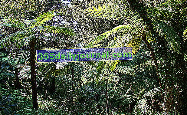 Záhrada Nového Zélandu, stromové papradie © Domaine du Rayol