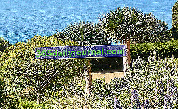 Záhrada Kanárskych ostrovov © Domaine du Rayol