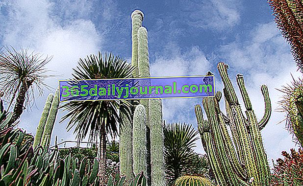 Cactus en el exótico jardín de Eze