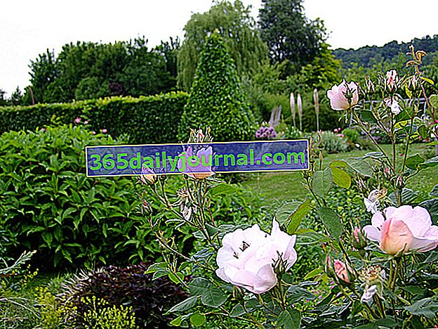 Staré ruže v botanickej záhrade Presle