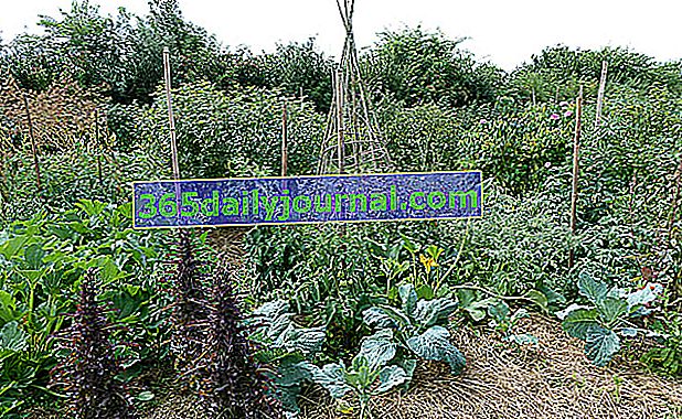 Jardín de mosaicos, asociaciones de plantas en el huerto.
