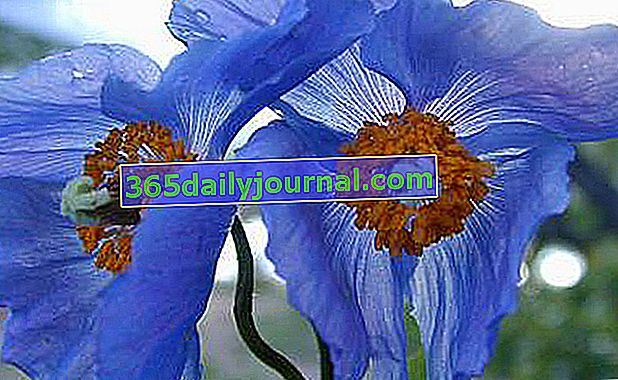 Amapola azul grande del Himalaya (Meconopsis grandis, Papaveraceae).  © S. Aubert / SAJF.