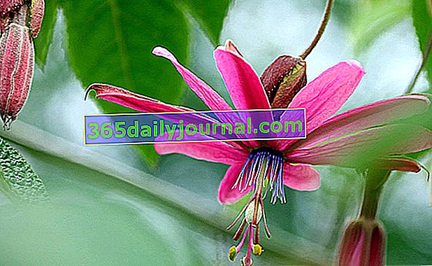 Kvet Passiflora Grandioso z džungle Garden Karlostachys