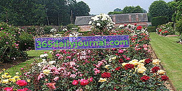 Розова градина на замъка Меснил Жофрой - Приморска Сена (76)