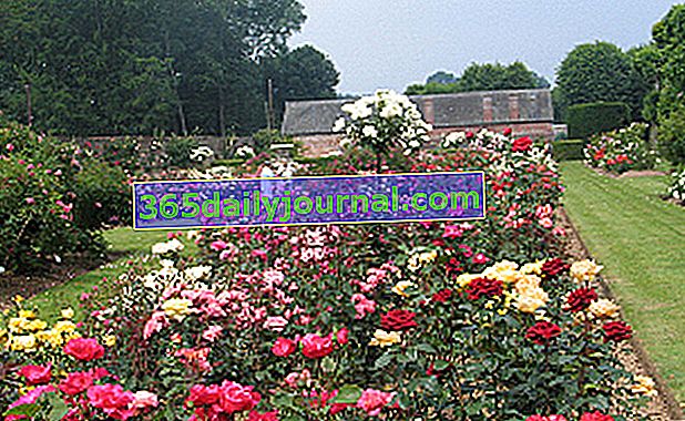 Ružová záhrada zámku Château de Mesnil Geoffroy - Seine-Maritime (76)