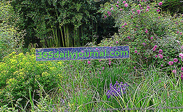 Градина на изкуството и изпитанията - Бамбук с трайни насаждения