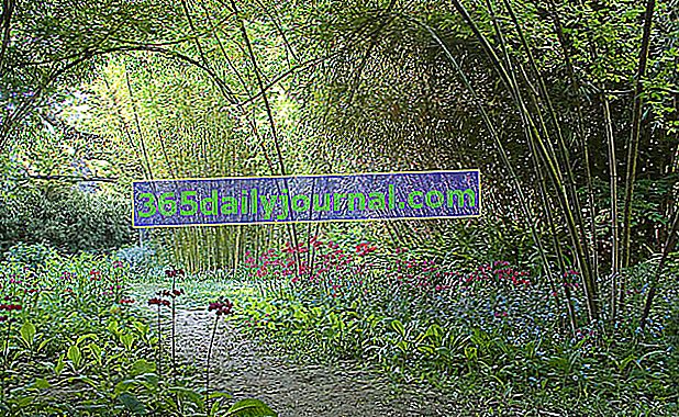 Градина на изкуството и изпитанията - Бамбукова арка (primula japonica)