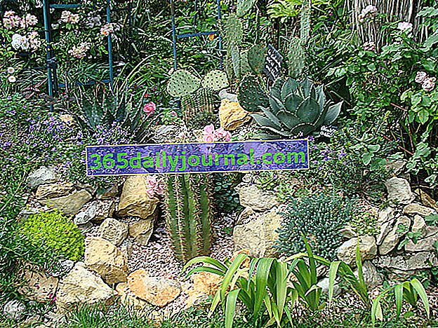 Kaktus na Clos Fleuri