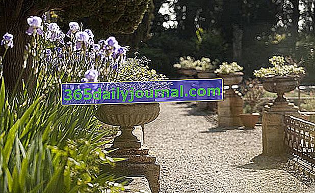 Цветя в градините на абатството Сен Андре