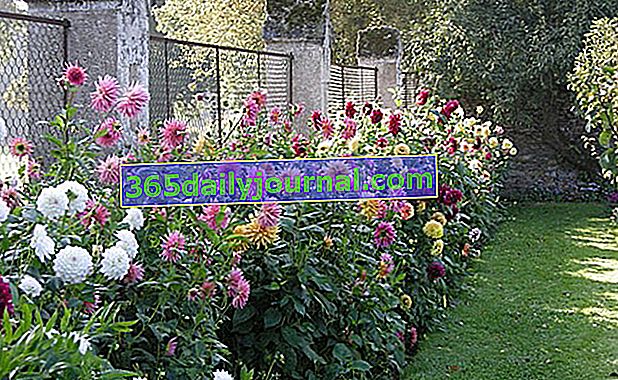 Парк и сады Шато-де-Монриу - Мэн-и-Луара (49)