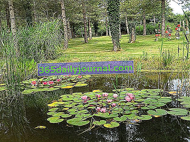 Lekná v záhrade Dalkinoos vo Vendée (85)